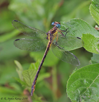 Stylurus potulentus, female